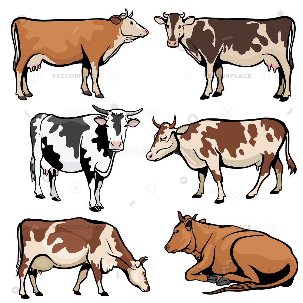1000x1000 Farm Cows Dairy Cattle Cartoon Style Vector Illustration