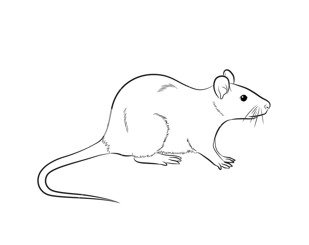 1000x793 Cartoon Mouse Drawing Vector Royalty Free Stock Image