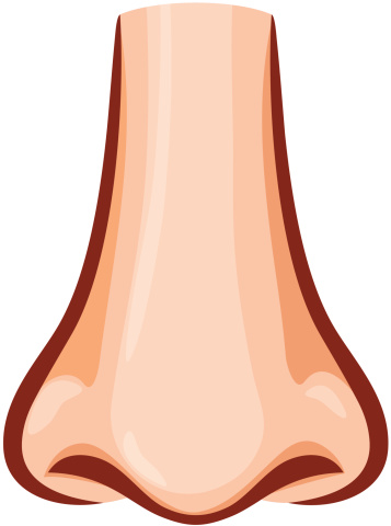 357x480 Nose Clipart