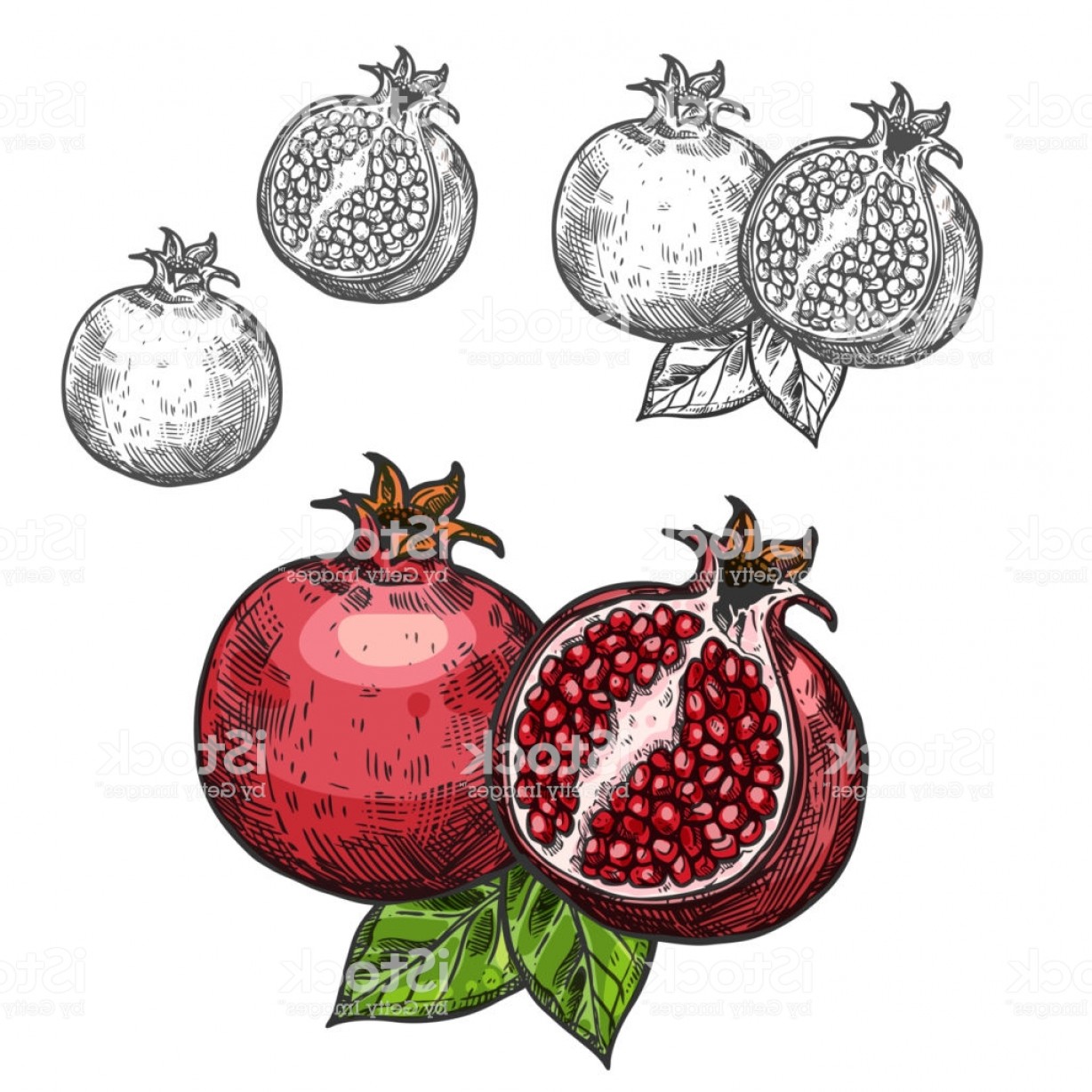 1228x1228 Pomegranate Vector Sketch Fruit Cut Section Icon Gm Soidergi