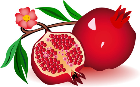465x289 Pomegranate Vector Free Download Free Vector Download
