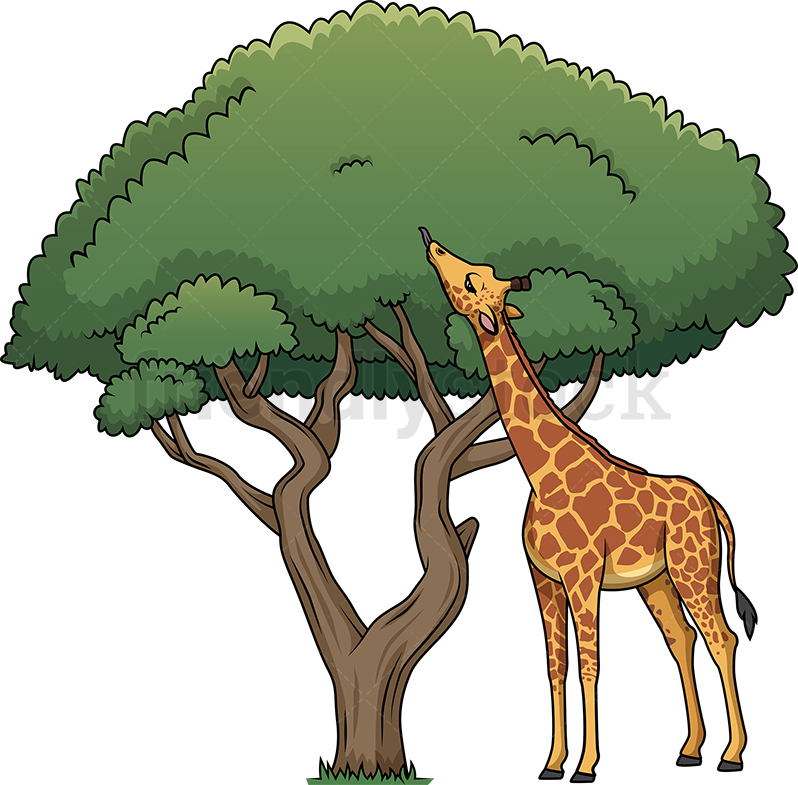 Giraffe Eating Leaves From Tree Cartoon Clipart Vector 798x785 Giraffe Eating Leaves From Tree Cartoon Clipart Vector