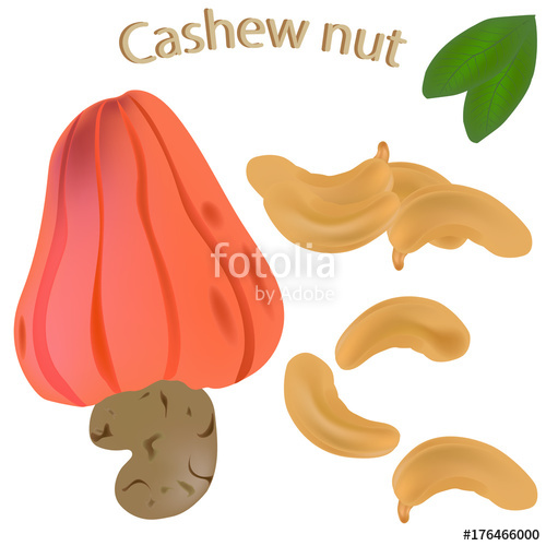 500x500 Cashew Nuts Isolated On White Background The Icon Of Cashew Nuts