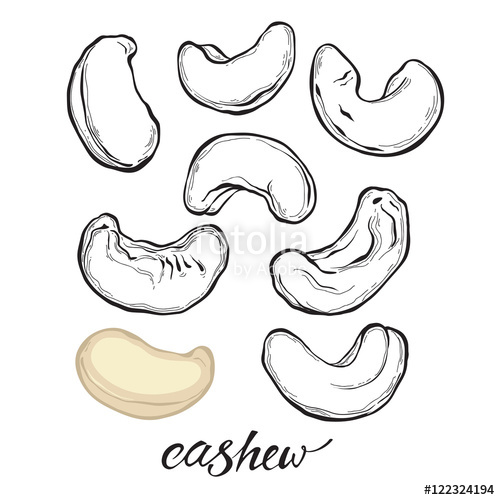 500x500 Cashew Nuts Isolated On White Background Vector Set, Elements