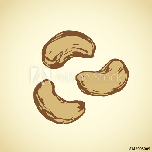 500x500 Cashew Vector Drawing