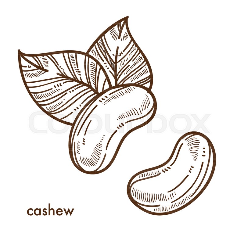 800x800 Exotic Oriental Tasty Cashew Nut With Stock Vector Colourbox