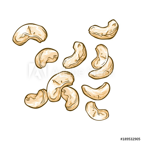 500x500 Vector Set Of Cashew Nuts Isolated On White Background
