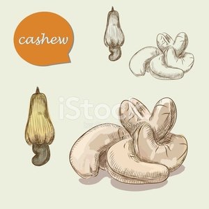 300x300 Cashew Vector Sketches Stock Vectors