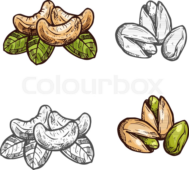 800x721 Cashew And Pistachio Nuts Fruits Stock Vector Colourbox