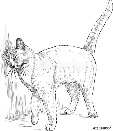 431x500 Funny Cat Rubs An Ear About A Wall