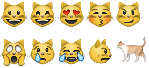 499x229 Shocked Cat Emoji