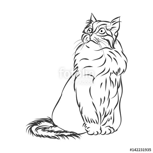 500x500 Fluffy Cat Outline On White Background, Vector Stock Image