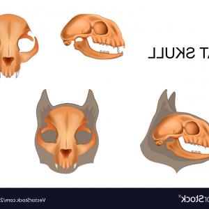 Cat Skull Vector