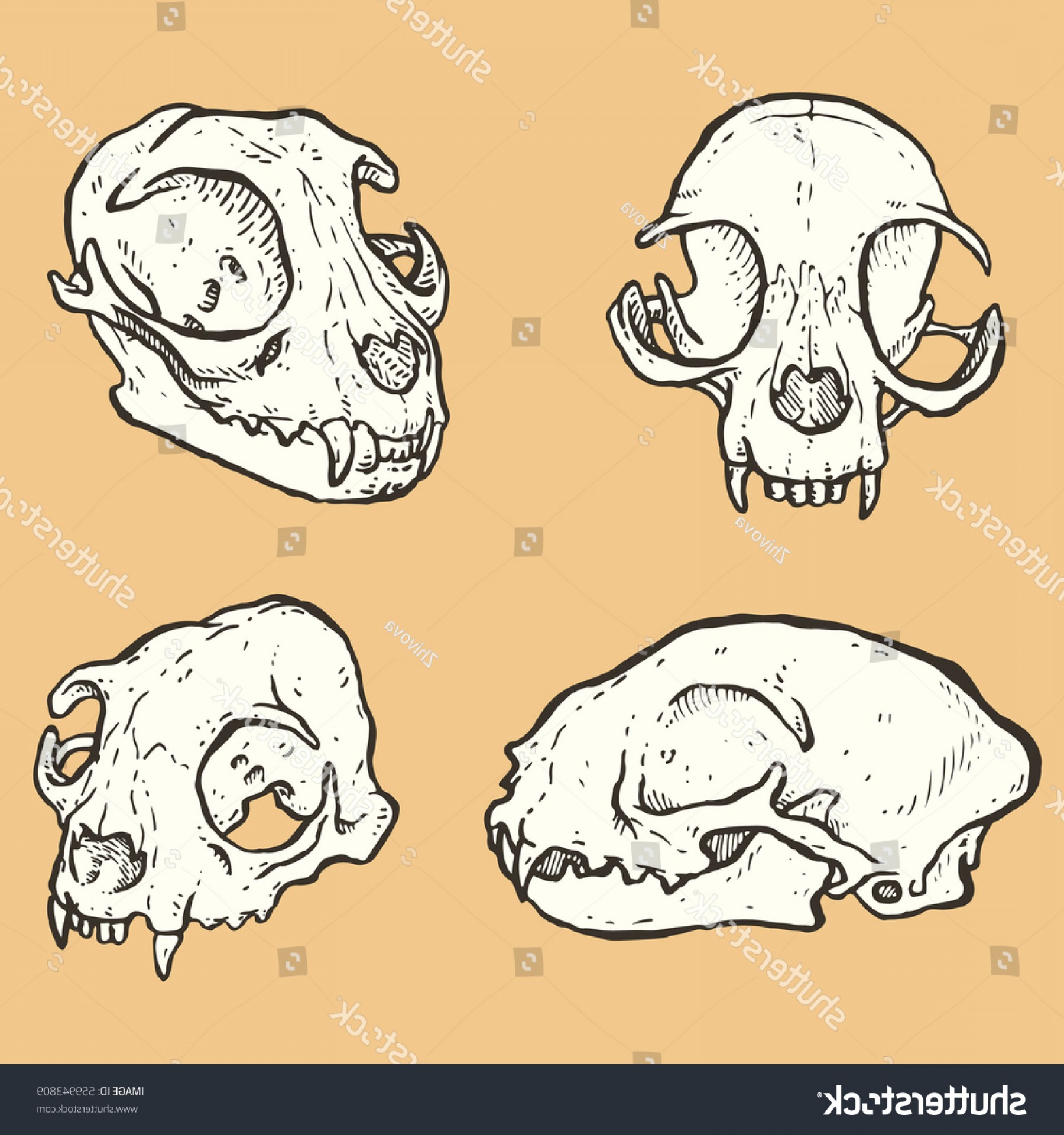 1800x1920 Cat Skull Vector Catchsplace