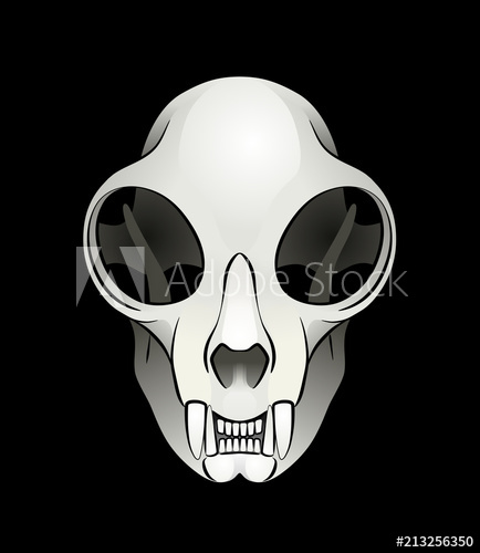 434x500 Cat's Skull Vector Illustration Of A Skull Of A Domestic Cat