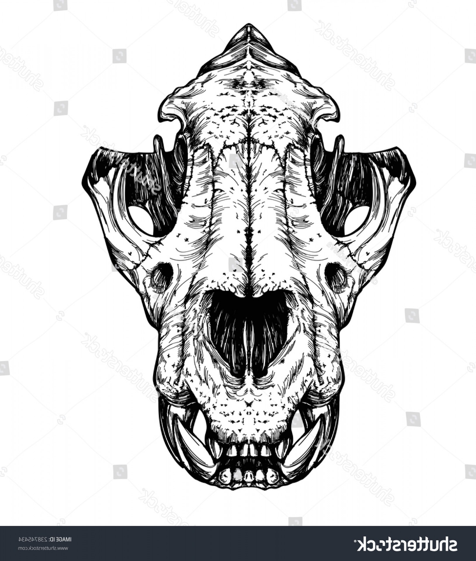 1629x1920 Tiger Skull Vector Hoodamathrun