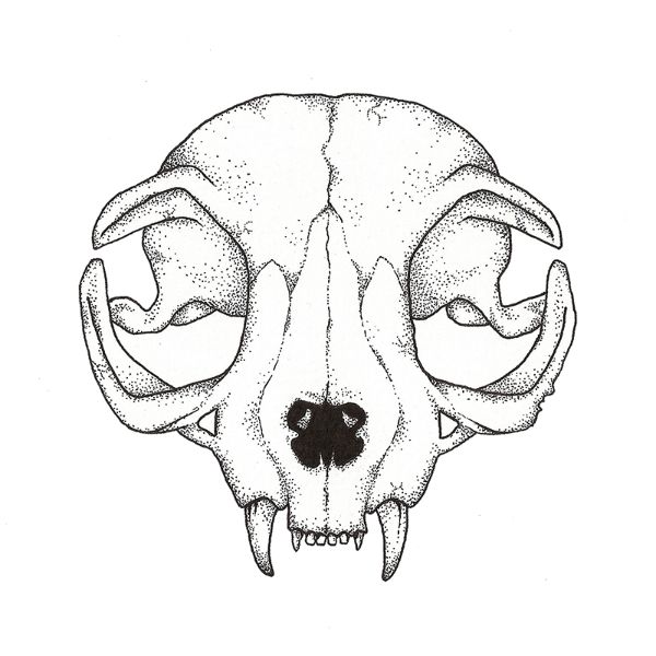 600x600 Cat Skull Drawing Tattoo Ideas In Skull Illustration, Cat