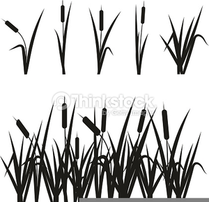 300x290 Cat Tails Clipart Free Images