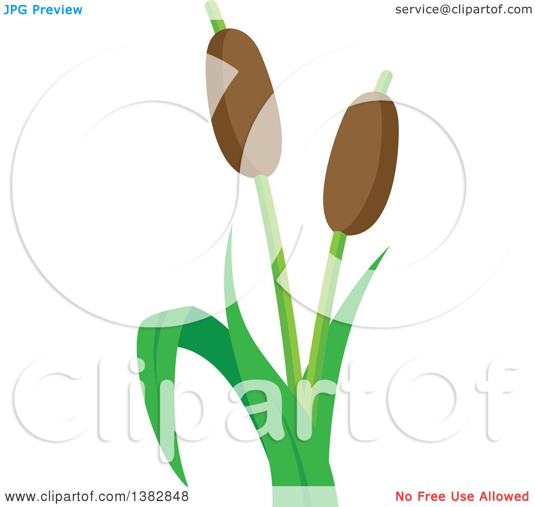1080x1024 Clipart Of A Cat Tail Aquatic Plant