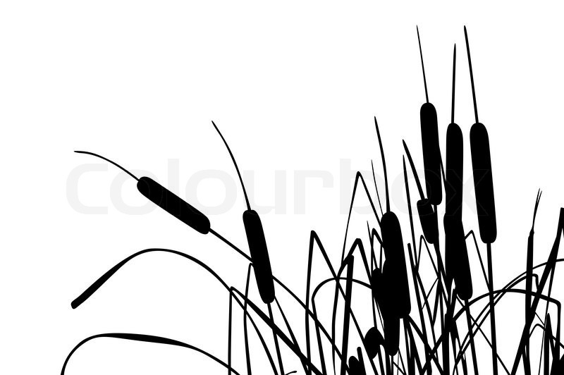 800x532 Vector Illustration Of Grass Like Stock Vector Colourbox