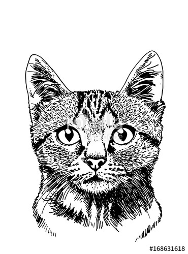 370x500 Graphical Portrait Of Cat Vector Illustration For Tattoo