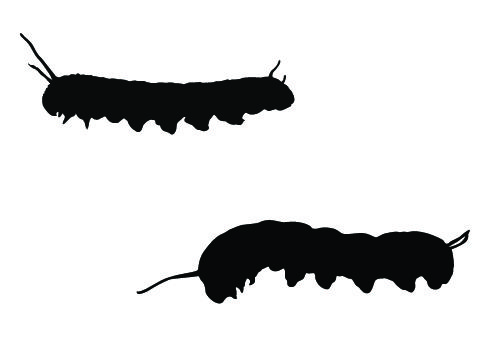 500x350 Caterpillar Clipart Vector For Free Download And Use Images