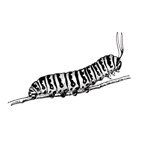 490x490 Illustration Of A Caterpillar