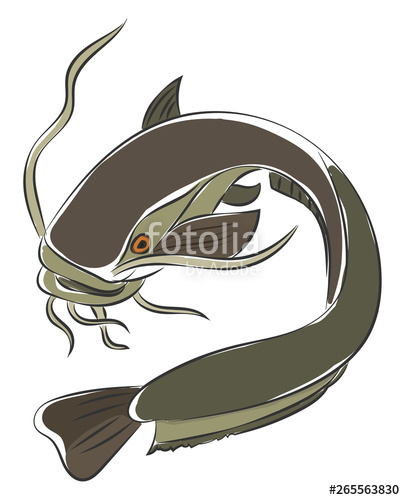405x500 Painting Of A Grey Colored Catfish Vector Or Color Illustration