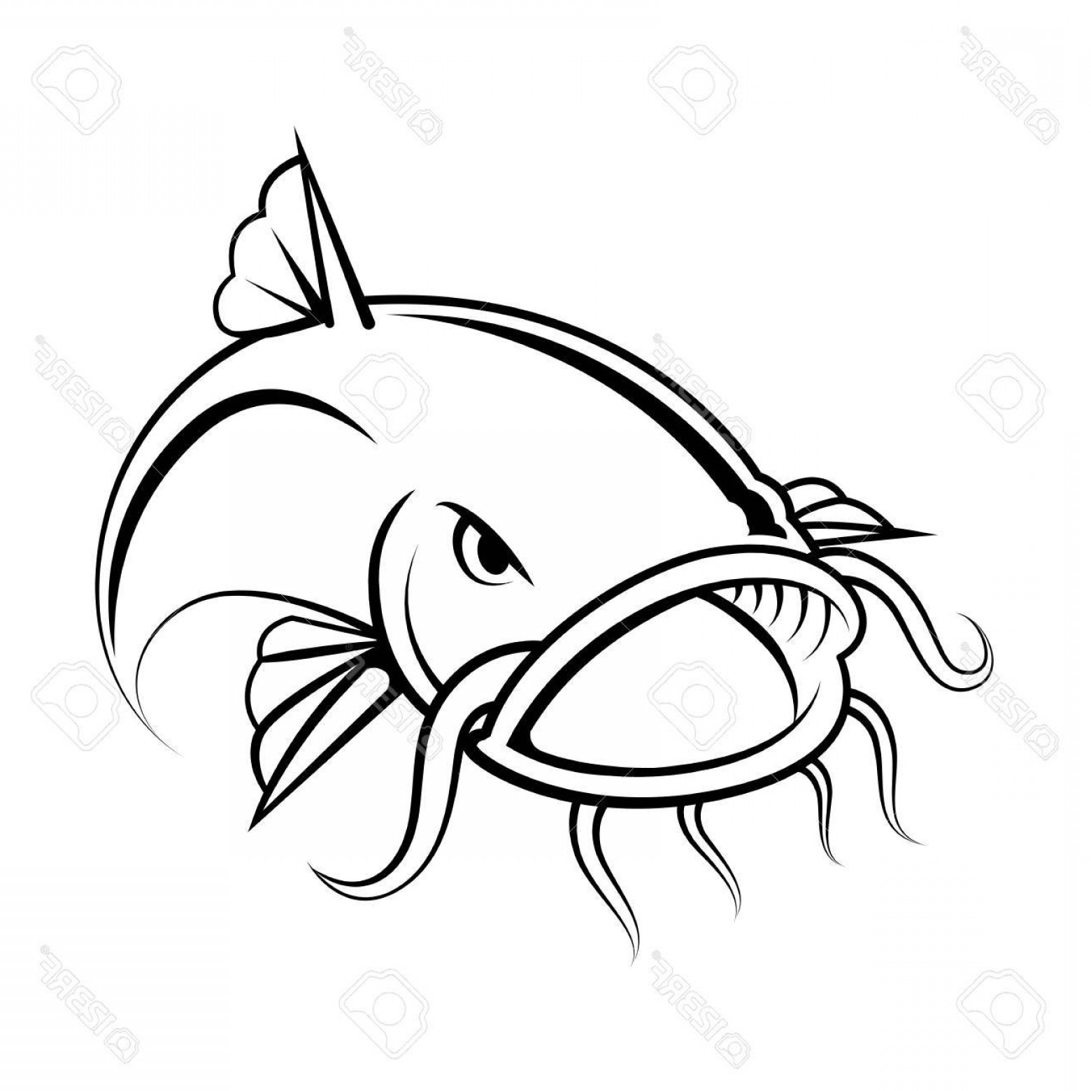 1560x1560 Photostock Vector Graphic Catfish On White Background Vector