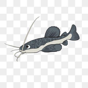 360x360 Catfish Png Images Vector And Free Download