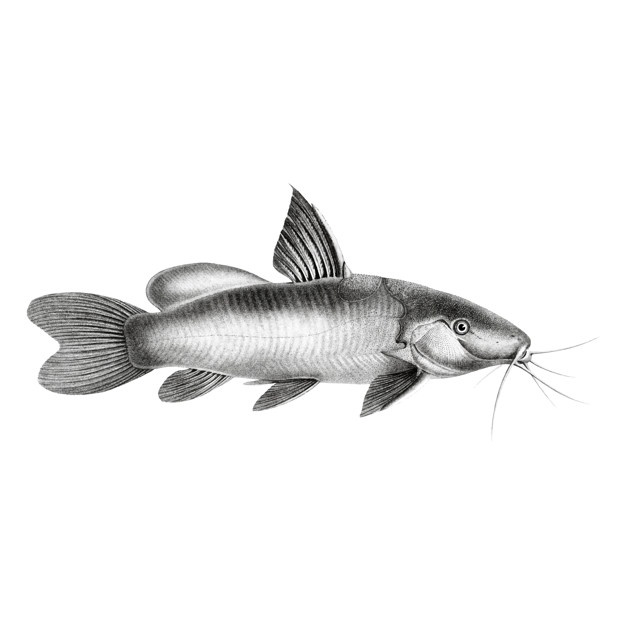 626x626 Catfish Vectors, Photos And Free Download