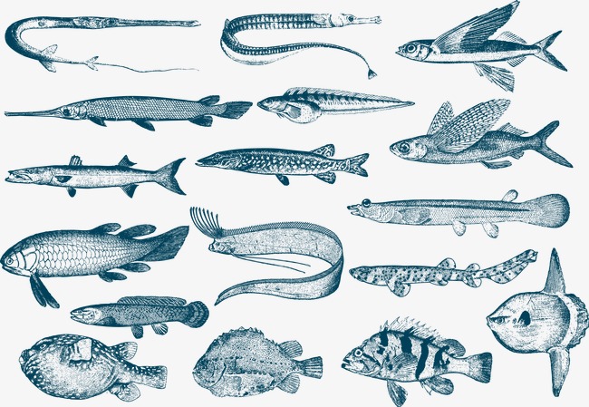 650x449 Cliparts For Free Download Catfish Clipart Vector Fishing