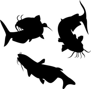 300x292 Catfish Royalty Free Photos, Illustrations, And Vectors