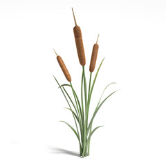 240x240 Cattail Photos, Royalty Free Images, Graphics, Vectors Videos