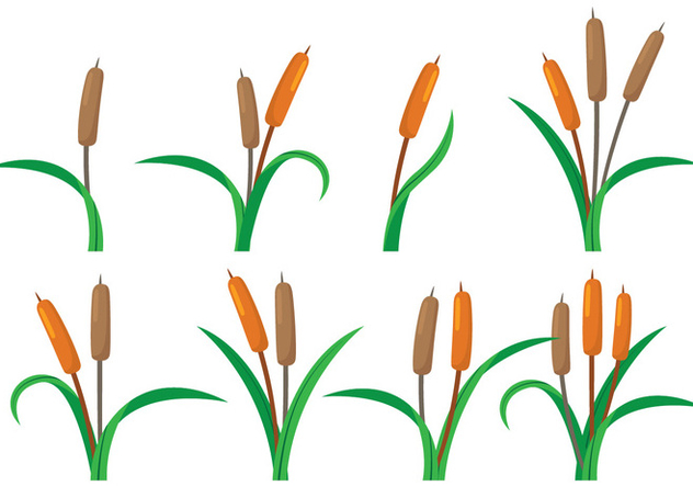 632x443 Cattails Vector Free Vector Download Cannypic
