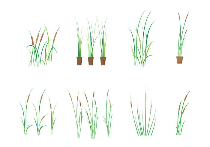 700x490 Free Cattails Vector