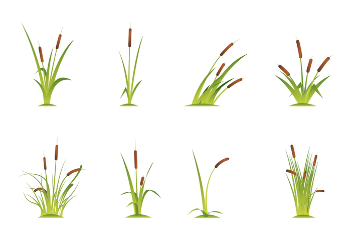 700x490 Free Cattails Vector