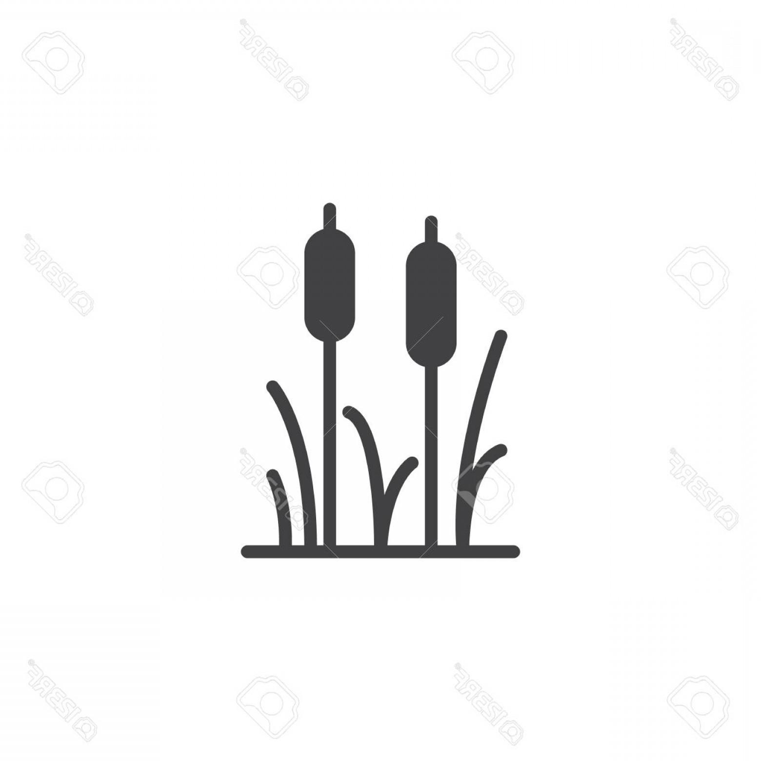 1560x1560 Photostock Vector Reeds Plant Vector Icon Filled Flat Sign
