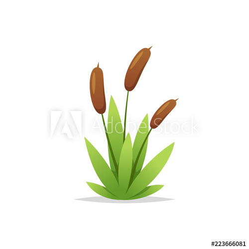 500x500 Reed Grass Cattail Vector Isolated