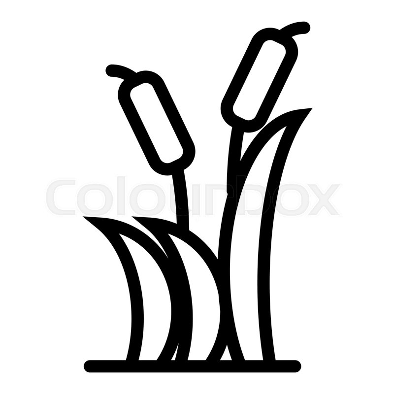 800x800 Reeds Line Icon Cattail Vector Stock Vector Colourbox