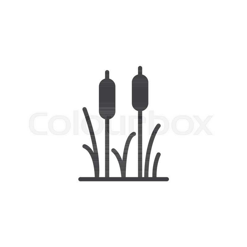800x800 Reeds Plant Vector Icon Filled Flat Stock Vector Colourbox