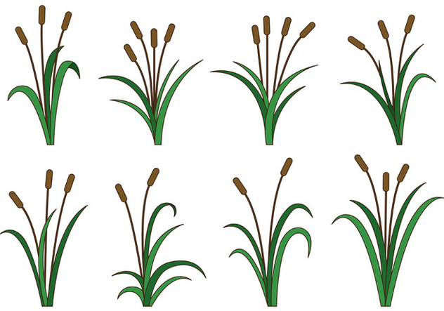 632x443 Set Of Cattails Vector Free Vector Download Cannypic