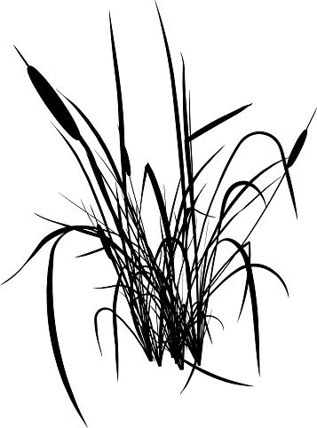 357x482 Silhouette Of Cattail Clip Art, Vector Images Illustrations