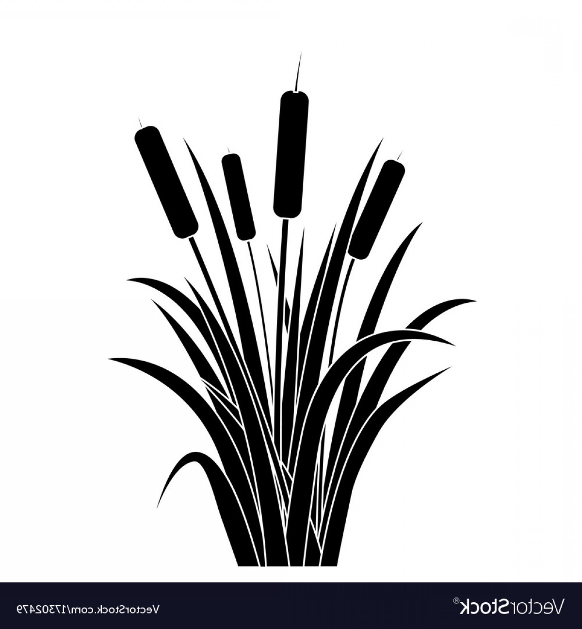 Cattail Vector at Vectorified.com | Collection of Cattail Vector free ...