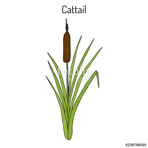 500x500 Cattail Typha Latifolia Or Common Bulrush, Great Reedmace