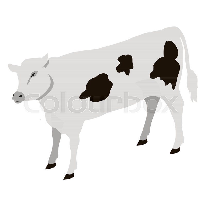 800x800 Calf Young Of Domestic Cattle Vector Stock Vector Colourbox