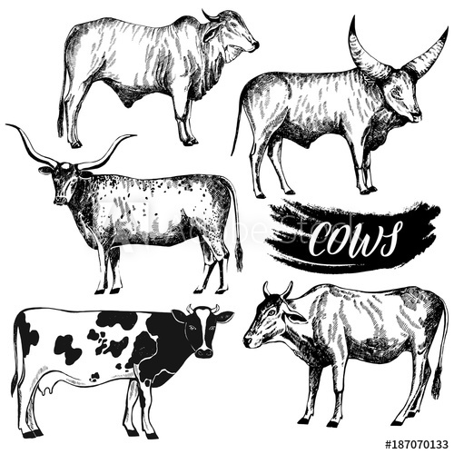 500x500 Set Of Hand Drawn Sketch Style Cattle Vector Illustration