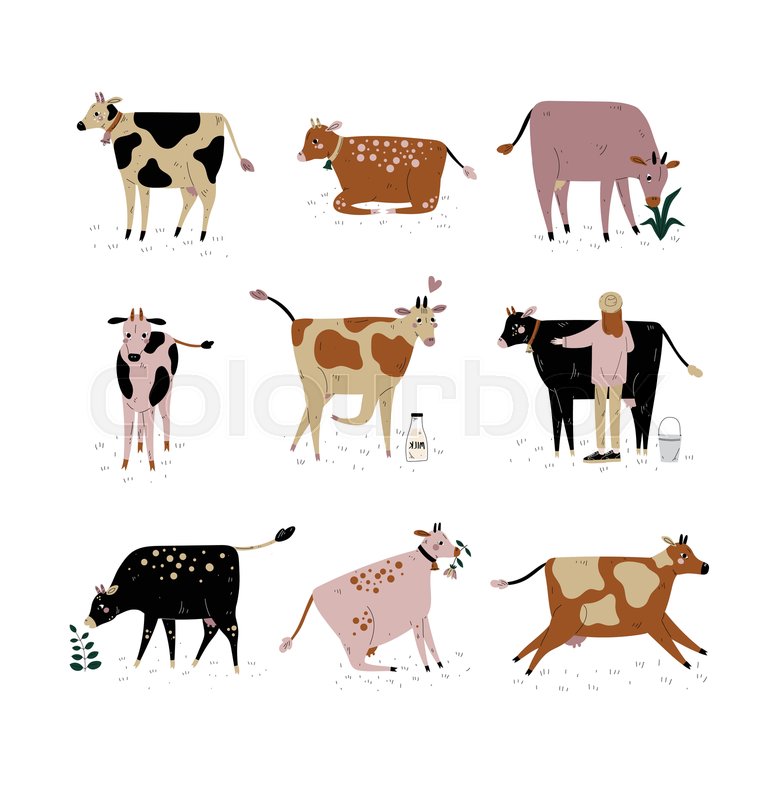 772x800 Cattle Breeding Farming, Dairy Cattle, Stock Vector Colourbox