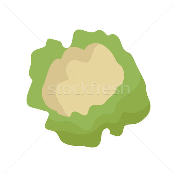 600x600 Cauliflower Vector Illustration In Flat Style Design Vector