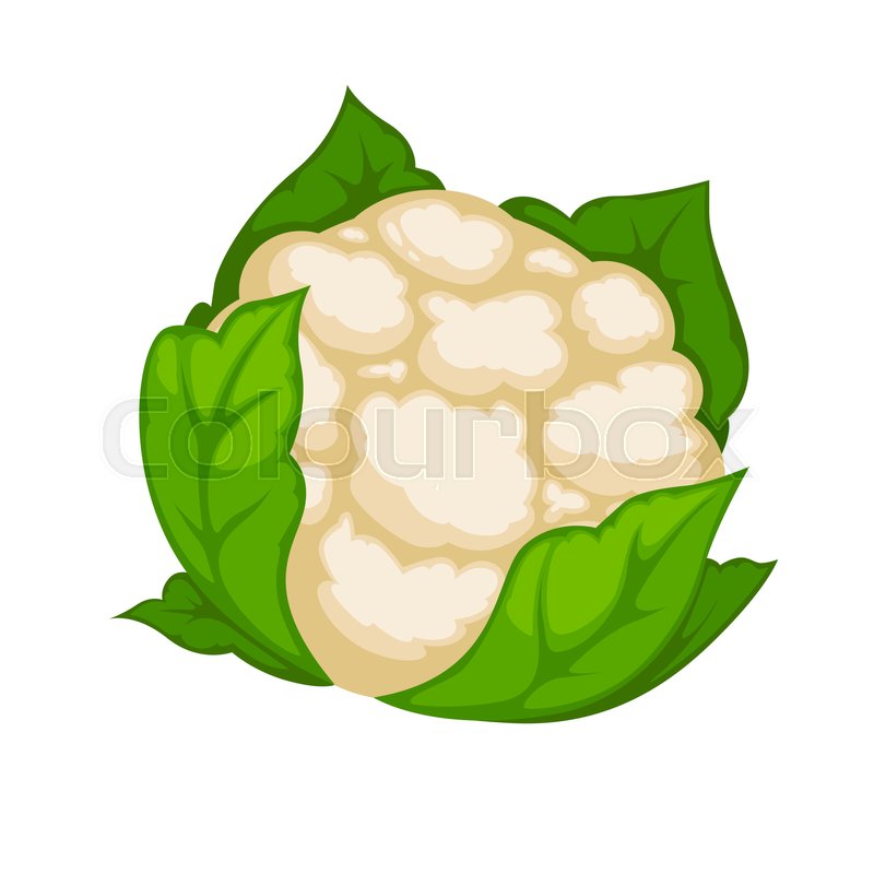 800x800 Cauliflower Isolated On White Stock Vector Colourbox